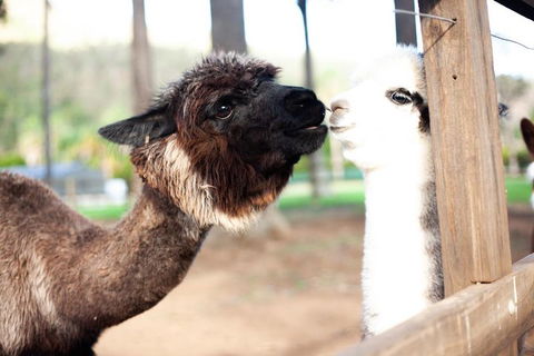 O'Reilly's & Lamington National Park Incl. Alpaca Farm + Vineyard - Sydneys Hotel 4