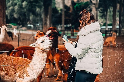 O'Reilly's & Lamington National Park Incl. Alpaca Farm + Vineyard - Sydneys Hotel 5