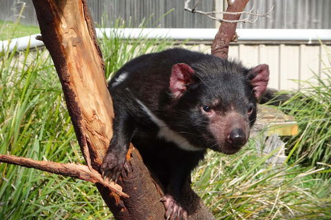 6-Day Tasmania Small-Group Guided Tour With Gourmet Food - Sydneys Hotel 1