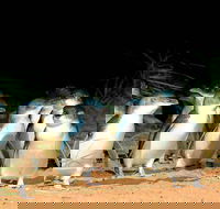 Phillip Island Penguins Private Tour - Sydneys Hotel
