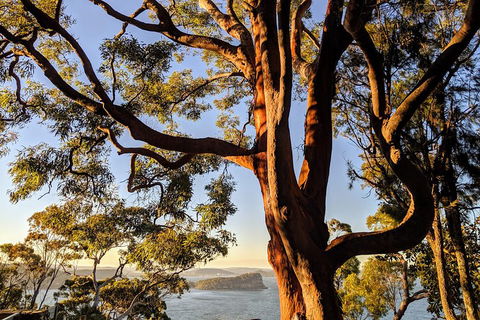 Manly & Sydney's Northern Beaches With 'Personalised Sydney Tours' - Sydneys Hotel 4
