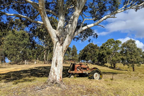 Blue Mountains Private Tour - Wild Kangaroos, Waterfalls And The Three Sisters - Sydneys Hotel 1