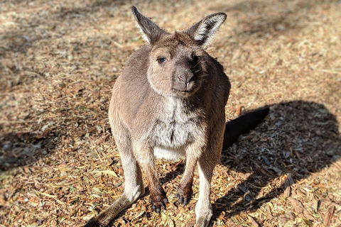 Blue Mountains Private Tour - Wild Kangaroos, Waterfalls And The Three Sisters - Sydneys Hotel 2