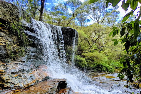 Blue Mountains Private Tour - Wild Kangaroos, Waterfalls And The Three Sisters - Sydneys Hotel 5