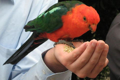 O'Reilly's & Lamington National Park From Brisbane - Sydneys Hotel 1