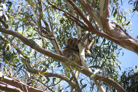 Stradbroke Island 4WD Day Trip From Brisbane - Sydneys Hotel 0