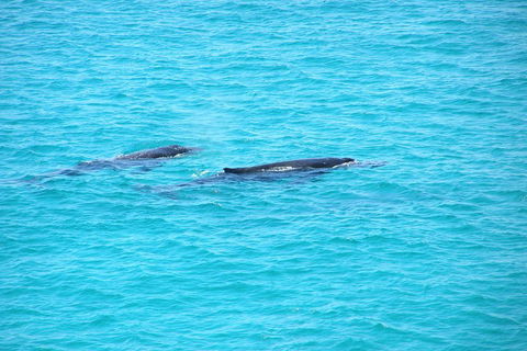 Stradbroke Island 4WD Day Trip From Brisbane - Sydneys Hotel 4
