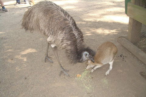 Blue Mountains PRIVATE Day Tour - Sydneys Hotel 4