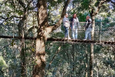 Lamington National Park, O'Reilly's & Vineyard Tour - Sydneys Hotel 2