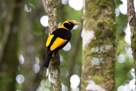Lamington National Park, O'Reilly's & Vineyard Tour - Sydneys Hotel 4