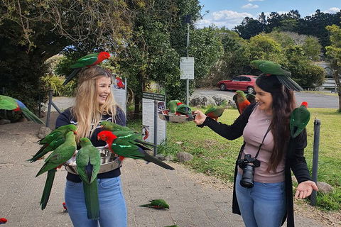 Lamington National Park, O'Reilly's & Vineyard Tour - Sydneys Hotel 5
