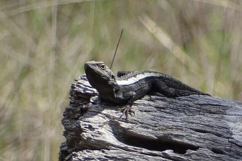 Inside The Greater Blue Mountains World Heritage - A Private Wildlife Safari Overnight - Sydneys Hotel 2