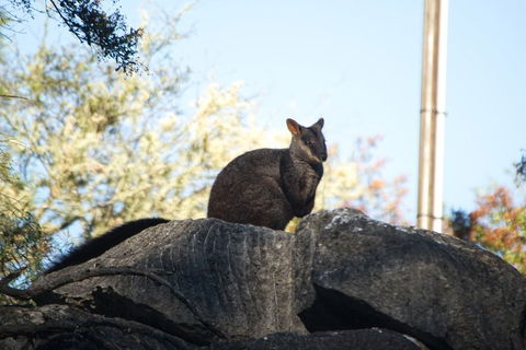 The Explorers' Discovery Tour - Gold, Wine & Wildlife - Sydneys Hotel 4