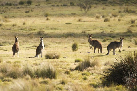 The Explorers' Discovery Tour - Gold, Wine & Wildlife - Sydneys Hotel 5