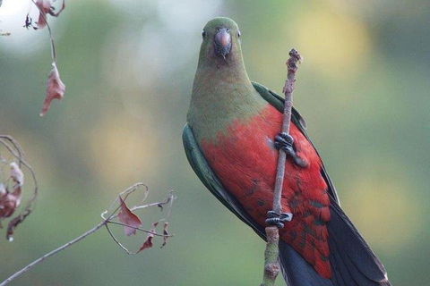 Inside The Greater Blue Mountains World Heritage - A Wildlife Safari Overnight - Sydneys Hotel 0