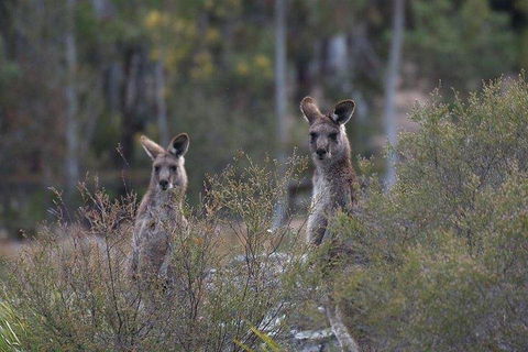 Inside The Greater Blue Mountains World Heritage - A Wildlife Safari Overnight - Sydneys Hotel 2