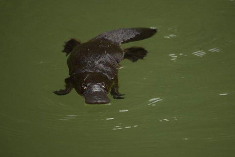 Inside The Greater Blue Mountains World Heritage - A Wildlife Safari Overnight - Sydneys Hotel 5