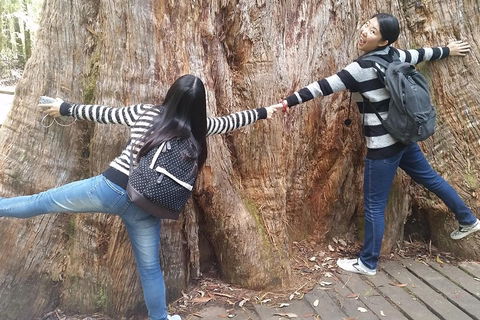 Mt Field National Park Active Day-Trip Including Bonorong And Mt Wellington - Sydneys Hotel 0