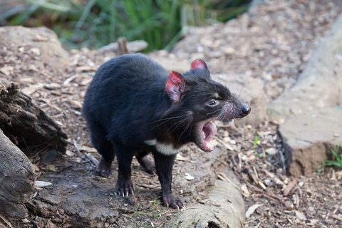 Mt Field National Park Active Day-Trip Including Bonorong And Mt Wellington - Sydneys Hotel 5