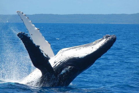 Mooloolaba Whale Watching Tour - Sydneys Hotel 0