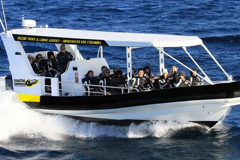 Mooloolaba Whale Watching Tour - Sydneys Hotel 1