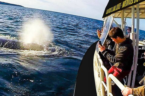 Mooloolaba Whale Watching Tour - Sydneys Hotel 2