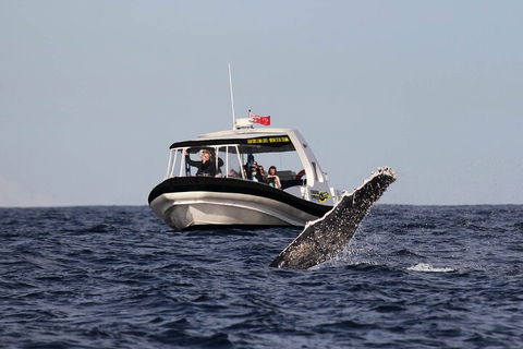 Mooloolaba Whale Watching Tour - Sydneys Hotel 3