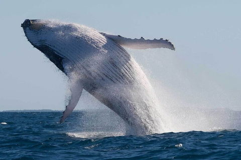 Mooloolaba Whale Watching Tour - Sydneys Hotel 4