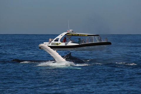 Mooloolaba Whale Watching Tour - Sydneys Hotel 5