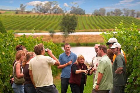 Yarra Valley Balloon Flight And Winery Tour - Sydneys Hotel 4