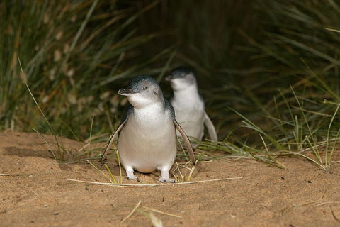 Phillip Island Penguin, Brighton Beach, Moonlit Sanctuary From Melbourne - Sydneys Hotel 2