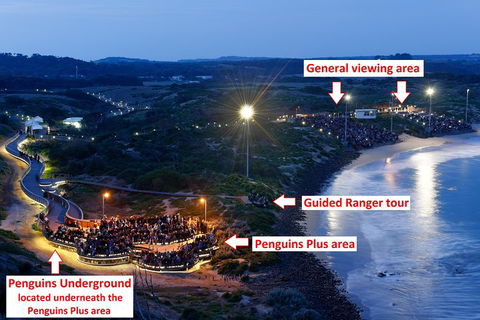 Phillip Island Penguin, Brighton Beach, Moonlit Sanctuary From Melbourne - Sydneys Hotel 4