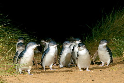 Phillip Island Penguin, Brighton Beach, Moonlit Sanctuary From Melbourne - Sydneys Hotel 5