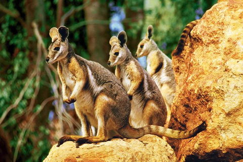 Sydney Harbour Hop On Hop Off Cruise With Taronga Zoo Entry - Sydneys Hotel 4