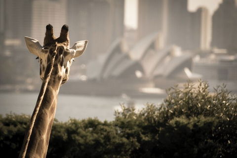 Sydney Harbour Hop On Hop Off Cruise With Taronga Zoo Entry - Sydneys Hotel 5