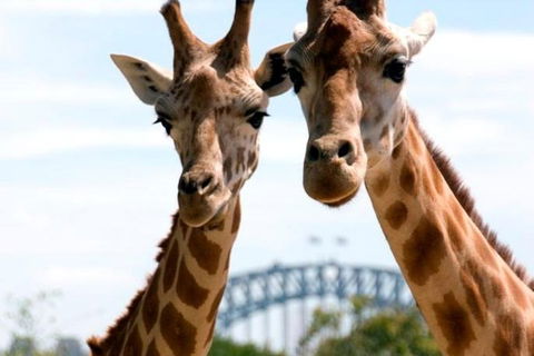 Sydney Harbour Ferry With Taronga Zoo Entry Ticket - Sydneys Hotel 1