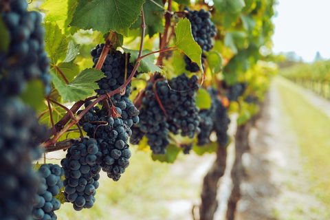 Yarra Valley 2-6 Guests With Lunch And Gin Tasting At Four Pillars - Sydneys Hotel 1