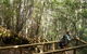 Mt Field National Park And Russell Falls From Hobart - thumb 4