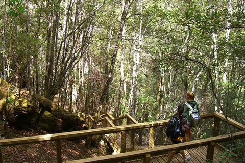 Mt Field National Park And Russell Falls From Hobart - Sydneys Hotel 4