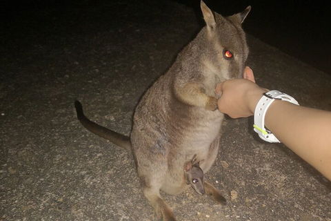 Private Tour To Paronella Park, Historic Village Herberton And Wild Life Wallaby - Sydneys Hotel 0