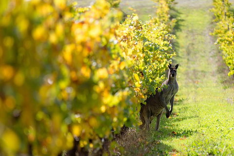 Margaret River 3 Day Escape - Sydneys Hotel 4
