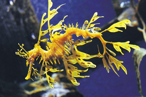 SEA LIFE Melbourne Aquarium Admission Ticket - Sydneys Hotel 0