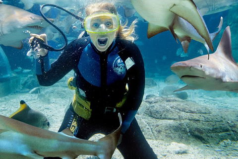 Shark Dive Experience At SEA LIFE Melbourne Aquarium - Sydneys Hotel 0