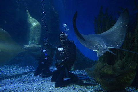 Shark Dive Experience At SEA LIFE Melbourne Aquarium - Sydneys Hotel 1