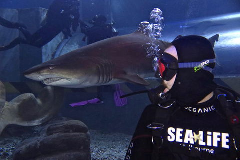 Shark Dive Experience At SEA LIFE Melbourne Aquarium - Sydneys Hotel 2