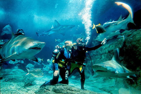 Shark Dive Experience At SEA LIFE Melbourne Aquarium - Sydneys Hotel 3