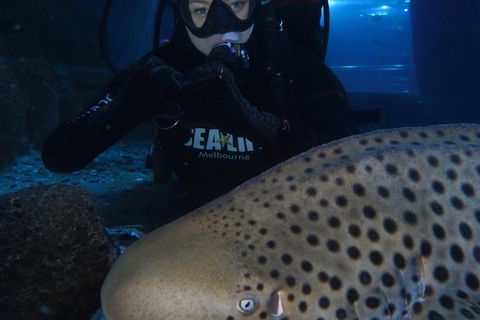 Shark Dive Experience At SEA LIFE Melbourne Aquarium - Sydneys Hotel 5