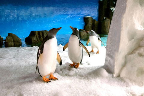 Penguin Passport At SEA LIFE Melbourne Aquarium - Sydneys Hotel 1