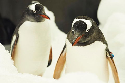 Penguin Passport At SEA LIFE Melbourne Aquarium - Sydneys Hotel 2