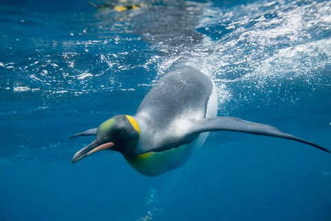 Penguin Passport At SEA LIFE Melbourne Aquarium - Sydneys Hotel 3